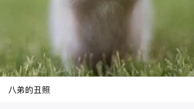 iphone相册，iphone如何保护自己的相册（iPhone的正确打开方式）