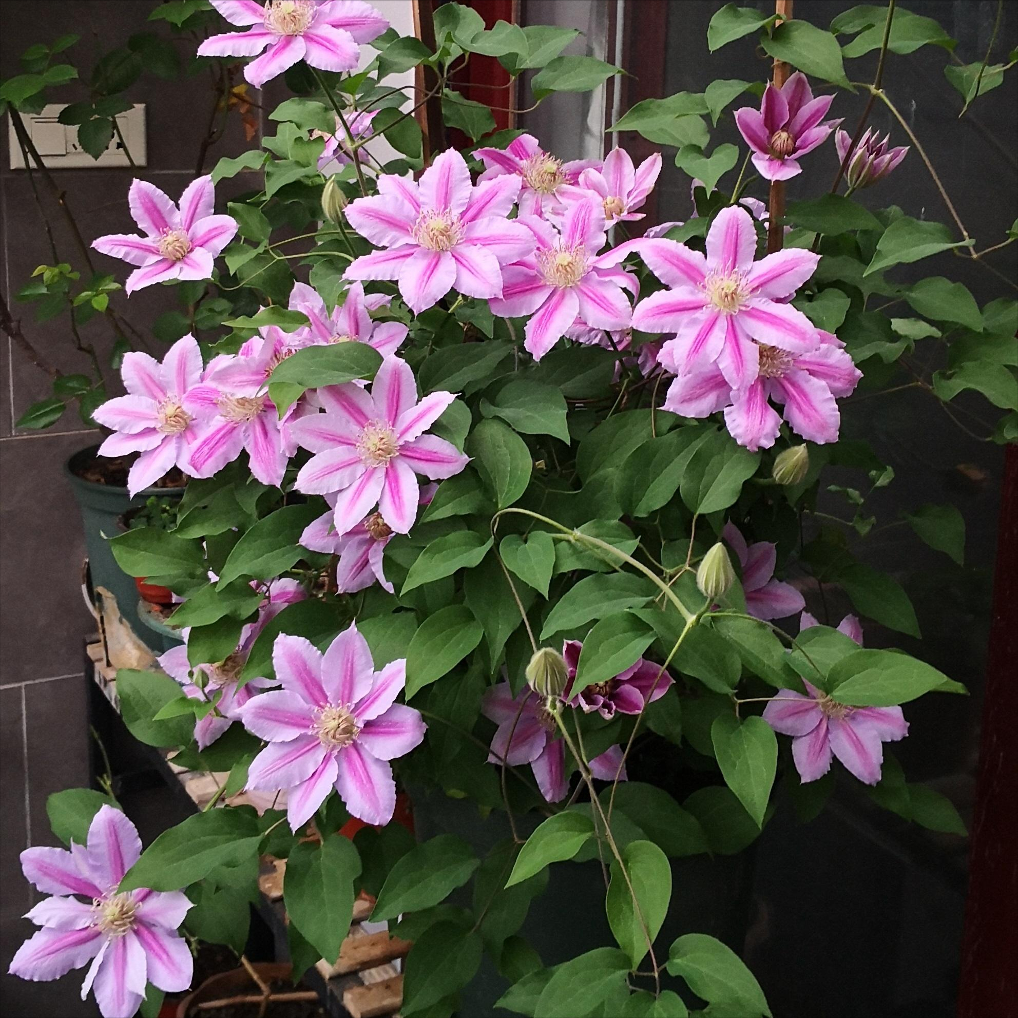 一种花叫啥美人花(花中"俏姑娘",今生养一盆,一次就爱上) - 彝家农业