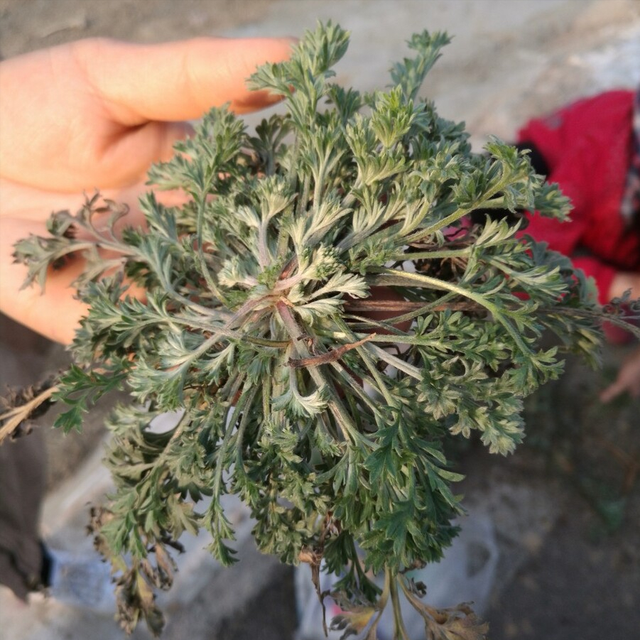 白蒿又叫什么名字，白蒿还叫什么名字（建议中老年人）