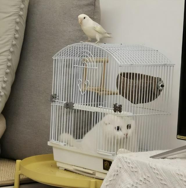 可爱猫，可爱猫咪名字（歪果网友分享各种古怪可爱的小猫咪图片）