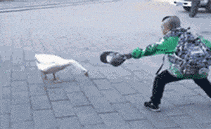 大雁和鹅的区别，大雁和鹅的区别是什么（鹅的真实面貌超出大家的想象）