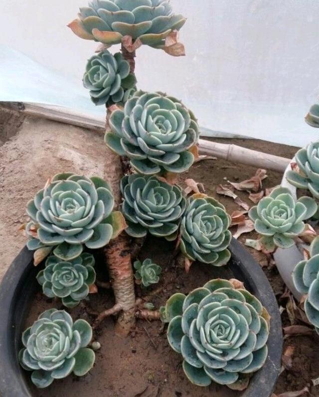 多肉植物怎么种植最合适，养多肉的3个“正确方法”