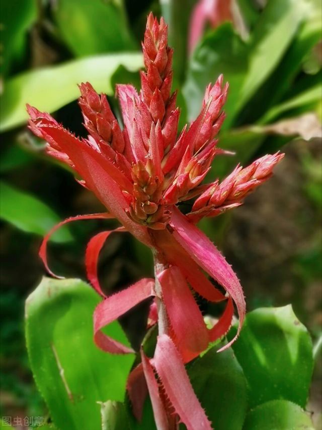 发朋友圈向日葵的句子，朋友圈晒向日葵的心情短语（春暖花开爱钟情）