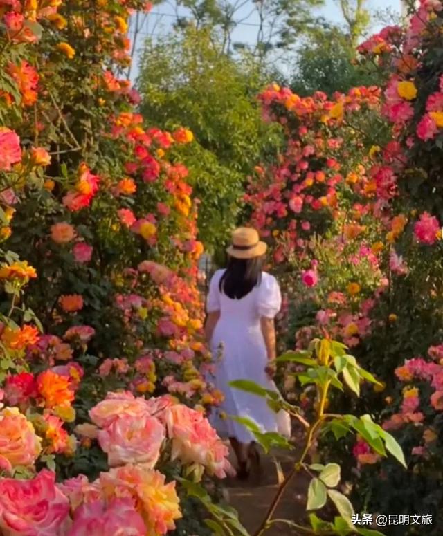 市花和市树是什么，杭州的市树和市花是什么（昆明400亩网红月季花海）