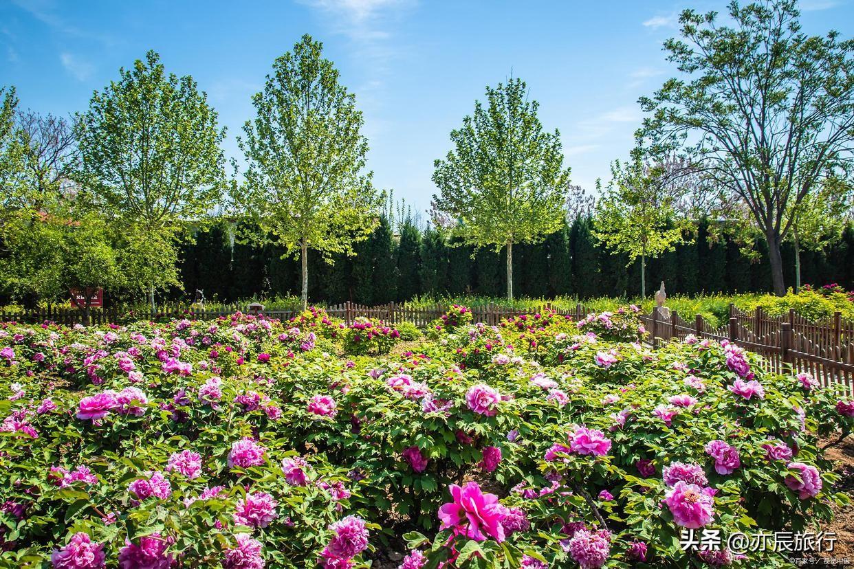 洛陽國花園;隋唐城址植物園;神州牡丹園牡丹是中國的國花,寓意吉祥