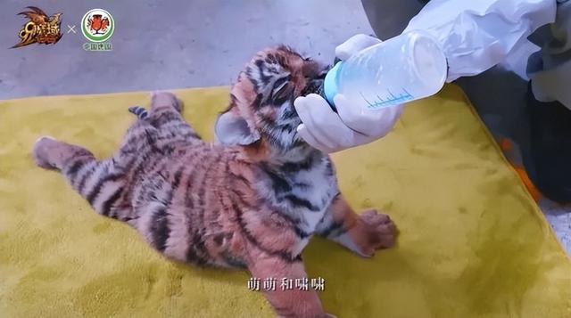 好玩的网易游戏，网易游戏排行榜前十名（网易520发布会40款游戏来袭）