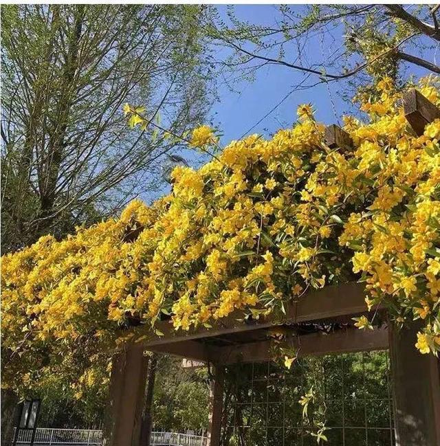 法国香水花，堪称开花界“航空母舰”（法国香水花有毒吗）