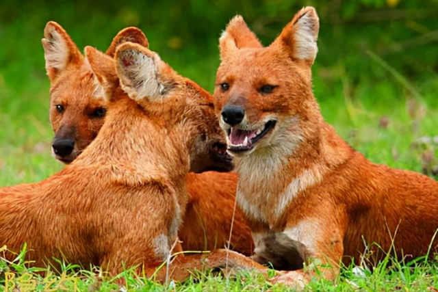 老虎的寿命一般多少年，老虎的寿命最长多少年（为什么老虎会输给了豹和豺）
