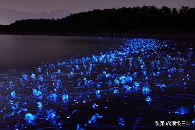 春子怎么烧，葱油蛏子正宗做法（春季日本不可错过的五大时令鱼鲜美味）