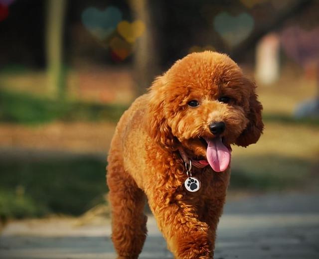 泰迪狗多少钱一只，白色泰迪犬多少钱一只（同根生的“泰迪”和“巨贵”）