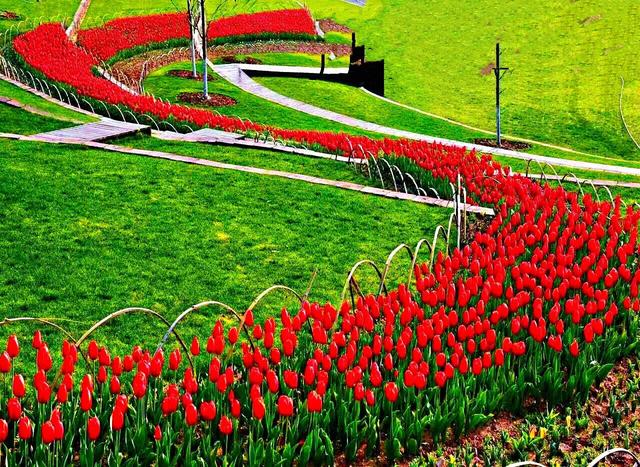 白色郁金香花语，郁金香的花语和传说（世界花后郁金香）