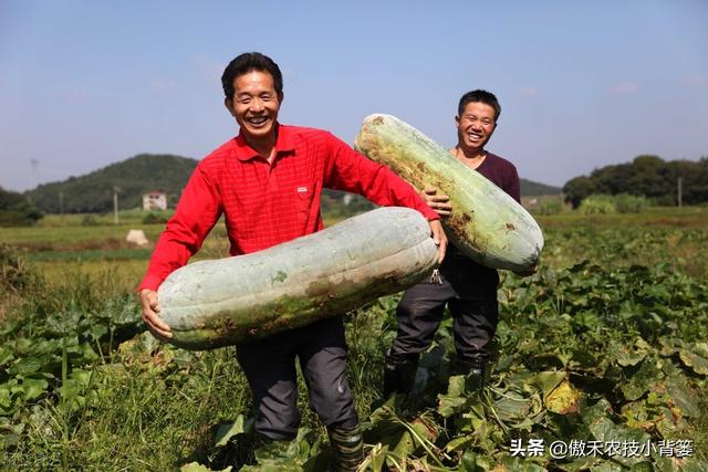 六叶子是什么意思，滁州方言六叶子是什么意思（冬瓜需要整枝打杈摘心吗）