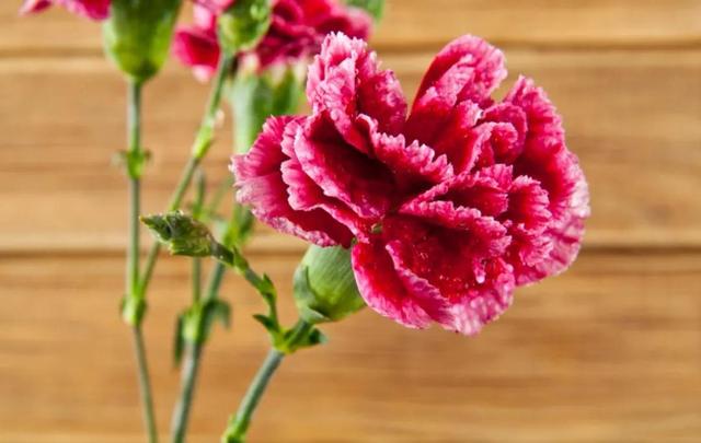 笑靥和笑魇的区别，笑魇如花还是笑靥如花（笑魇如花还是笑靥如花读音）