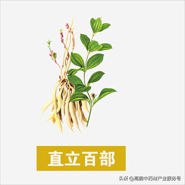 直立百部介绍,直立百部根的横切面(近年具有较大优势的药材品种)