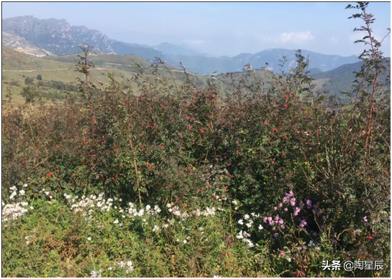 东灵山在哪里，谁见过北京的最高峰东灵山顶