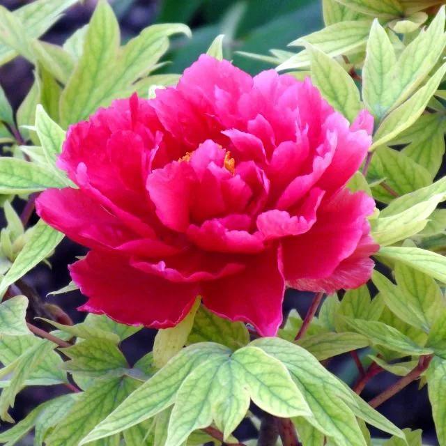 牡丹有哪些品种，牡丹有哪些品种(要名称)（精美绝伦的牡丹花十大品种图片欣赏）