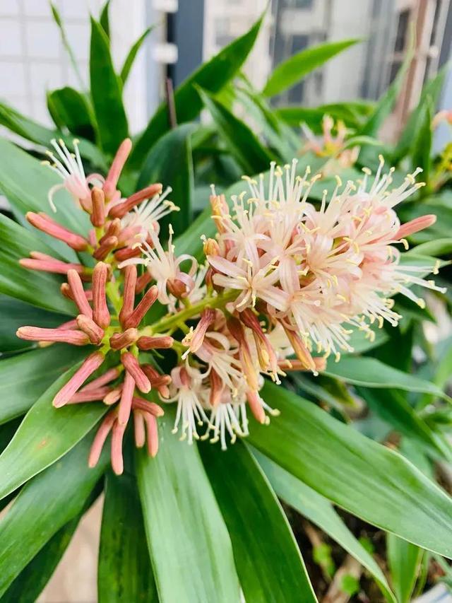 鲜花的花语和花的数目的寓意，鲜花数量的寓意（100种迷人的“数字花”）