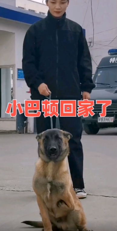 巴顿犬多少钱 巴顿 军犬