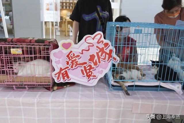 上海宠物领养活动，收养代替购买~在奉浦街道