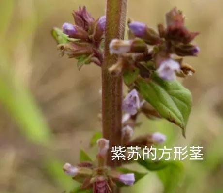 什么是植物，什么是植物染发（简单来认识植物）