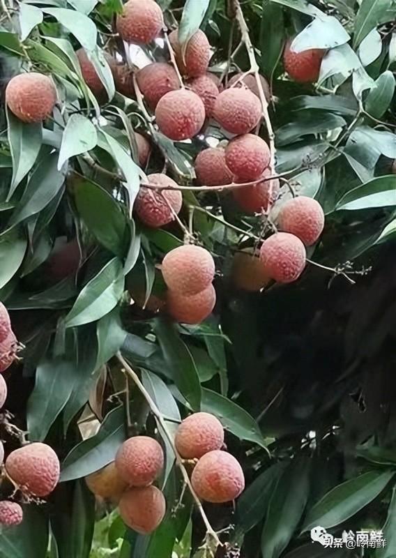 荔枝图序原文，荔枝图序原文及拼音朗读（中国最好吃的荔枝在哪里）