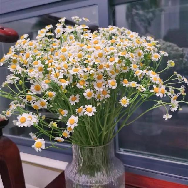 洋甘菊和白晶菊是同一种花吗，洋甘菊花期长吗（每天带你认识一种植物—“洋甘菊”）