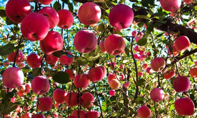 陕西有啥好吃的水果，陕西的特色水果有什么（陕西-北方水果的第一大省）