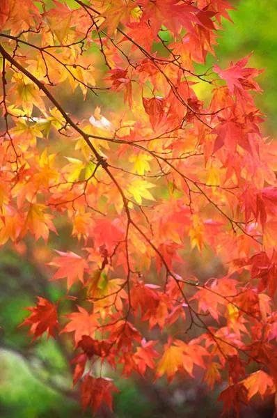 同学情谊的句子，珍惜同学情谊的句子（道一声秋安）