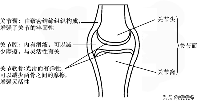 草履虫的结构，草履虫的结构层次模式图（应考技巧丨初中生物识图题常用结构示意图）