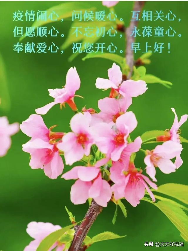 疫情愿一切安好的唯美句子，疫情过后愿一切安好一句话（继续防疫不松懈,迎来人间百花开。请多保重）