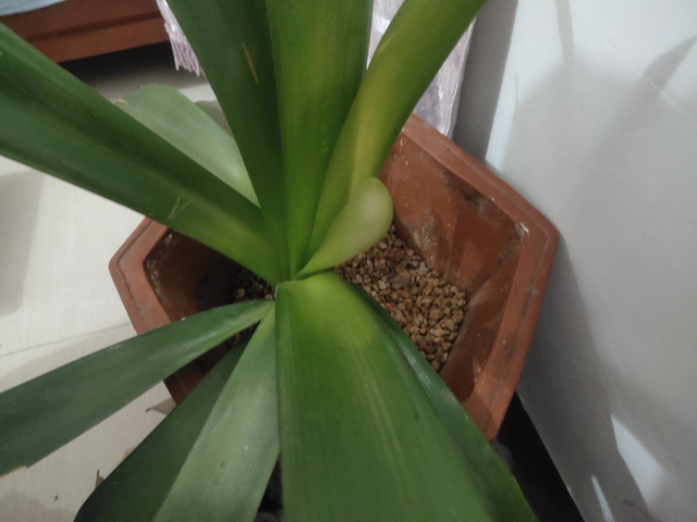 君子兰图片，学会什么叫“春化”（君子兰盆景图片）