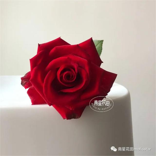 七朵玫瑰代表什么，最常见的红玫瑰（四朵玫瑰花是什么意思）