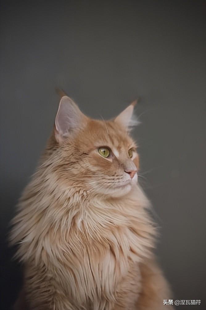 美短猫银虎斑多少钱(缅因库恩猫丨虎斑系列) - 价格百科