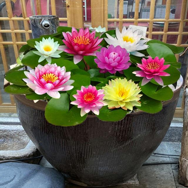 朱槿花象征什么，朱槿花的寓意（被很多老人拉入“黑名单”的3种花）