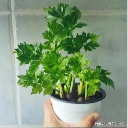芹菜叶可以冷冻保存吗，芹菜可以放冰箱冷冻保存吗（芹菜像我这样保存）