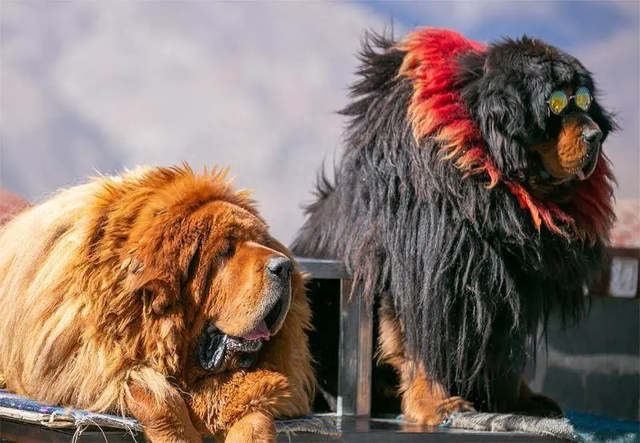 东方神犬藏獒，从千万一条到被遗弃，谁操控了它跌宕起伏的命运？
