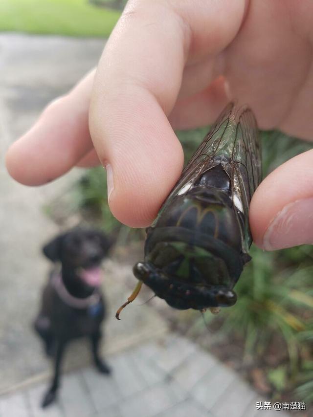 性用语cd是什么意思，cd是什么意思的缩写污的（50次人们不得不看两遍才能意识到它们是什么）