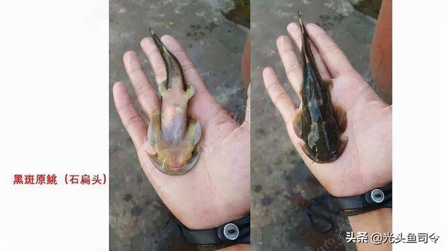 长江名贵鱼前十名，10大凶猛淡水鱼（我国保护的鱼类有87种）