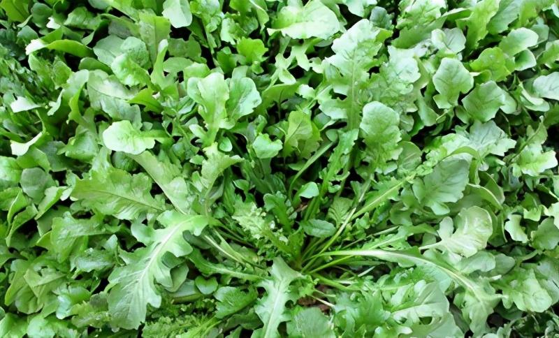 农村能吃的100种野菜图片，有哪些野菜可以吃