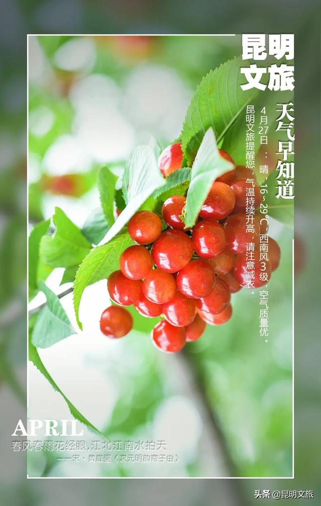 樱桃采摘园昆明西山区，新鲜采摘别错过