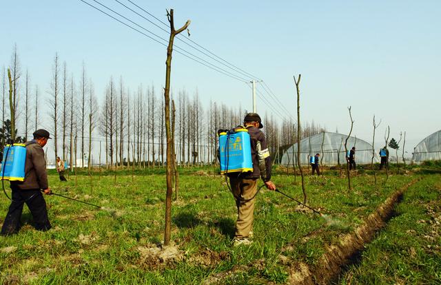 除草新方法，除草有效方法及具体操作（尿素+食盐真的能除草吗）