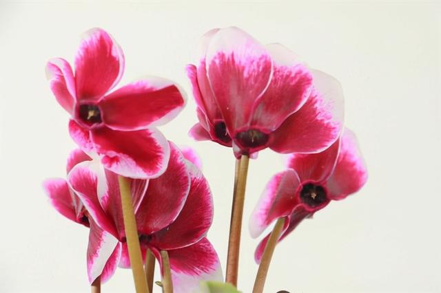 花，花好月圆人长久（72种鲜花欣赏图片）