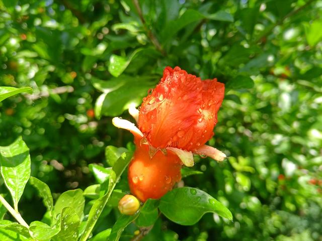 关于石榴花的诗词及翻译，诗情画意‖品石榴花诗词20首