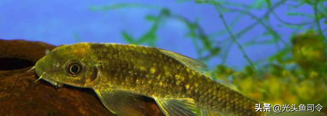 长江名贵鱼前十名，10大凶猛淡水鱼（我国保护的鱼类有87种）