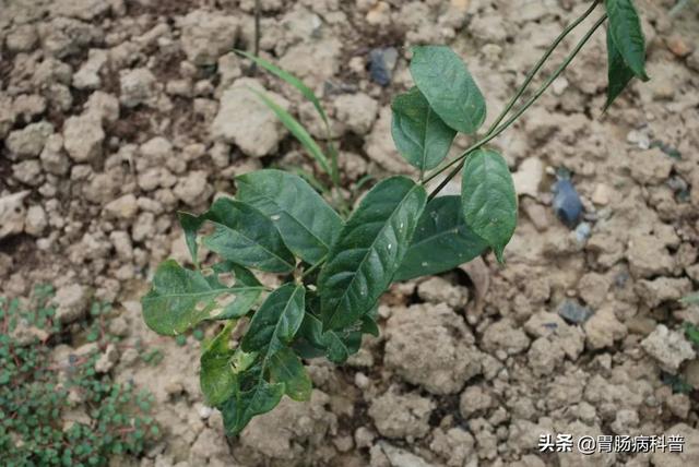 曼陀罗花的图片，曼陀罗花是什么（301味中药材的原植物彩色图谱）