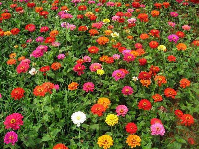 春天开的花有哪些，春天开的花有哪些一年级（夏天开成一片花海）