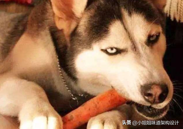 主人的任务罢了，主人的任务罢了是什么梗（在工作中，狗的风评每况愈下）