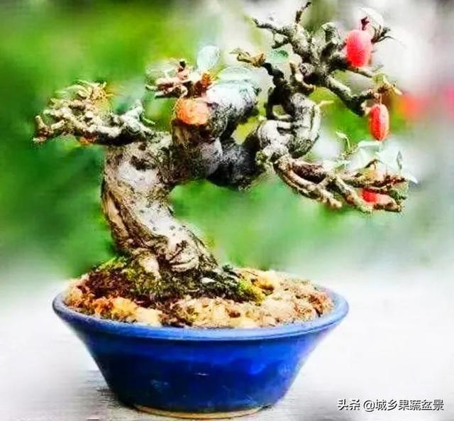 胡秃子盆景的养殖方法，唯美图片——胡颓子盆景欣赏（野生胡秃子盆景怎么养）