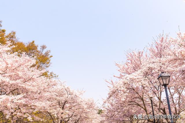 春天开的花有哪些，花名、颜色（每一个品种都能开成花海景观）