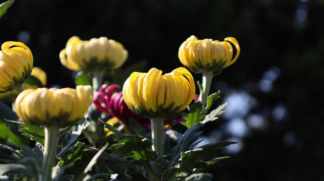 聪明女人的活法，聪明女性为人处世的十大秘诀（女人最好的活法：对外人客气）